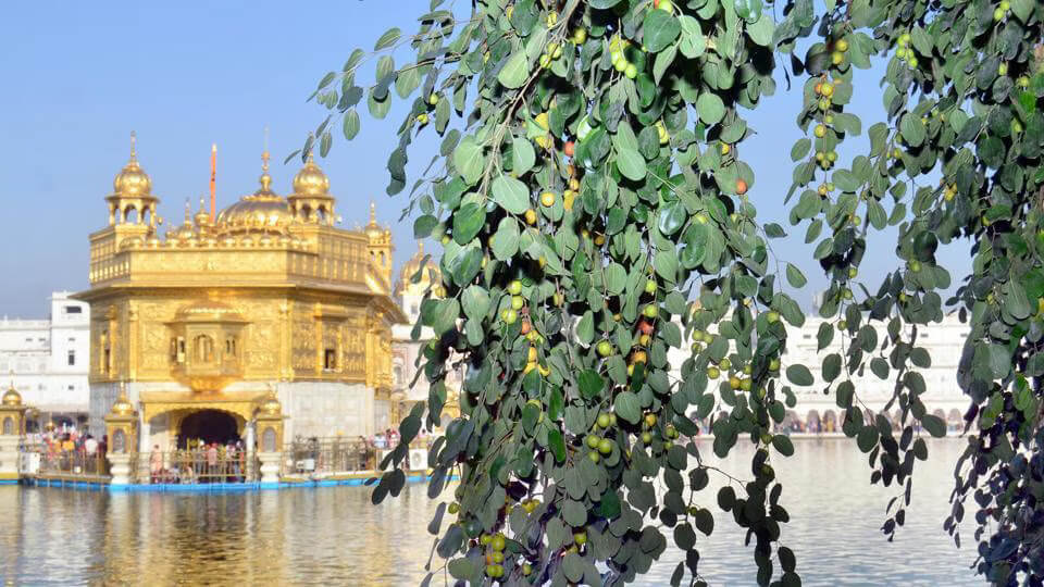 Beri at harminder sahib (Ziziphus mauritiana)